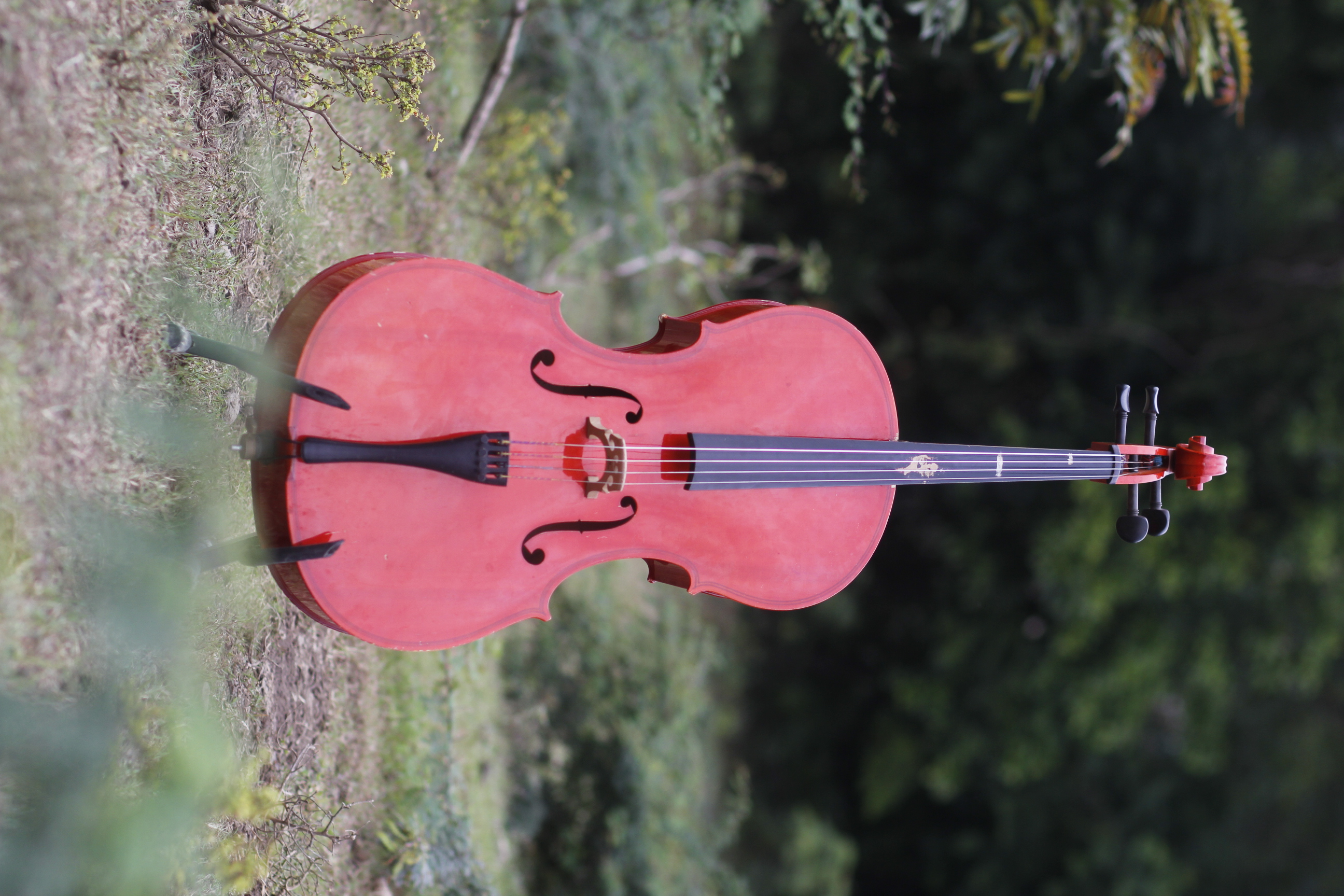 Violon artistiquement placé dans une forêt
